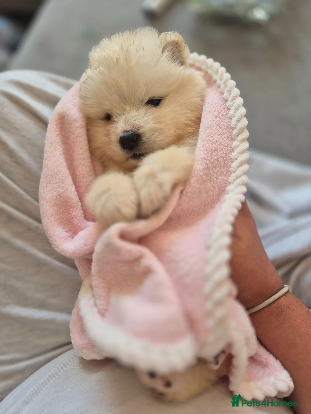Samoyed dogs for sale: Beautiful samoyed litter - Advert 1