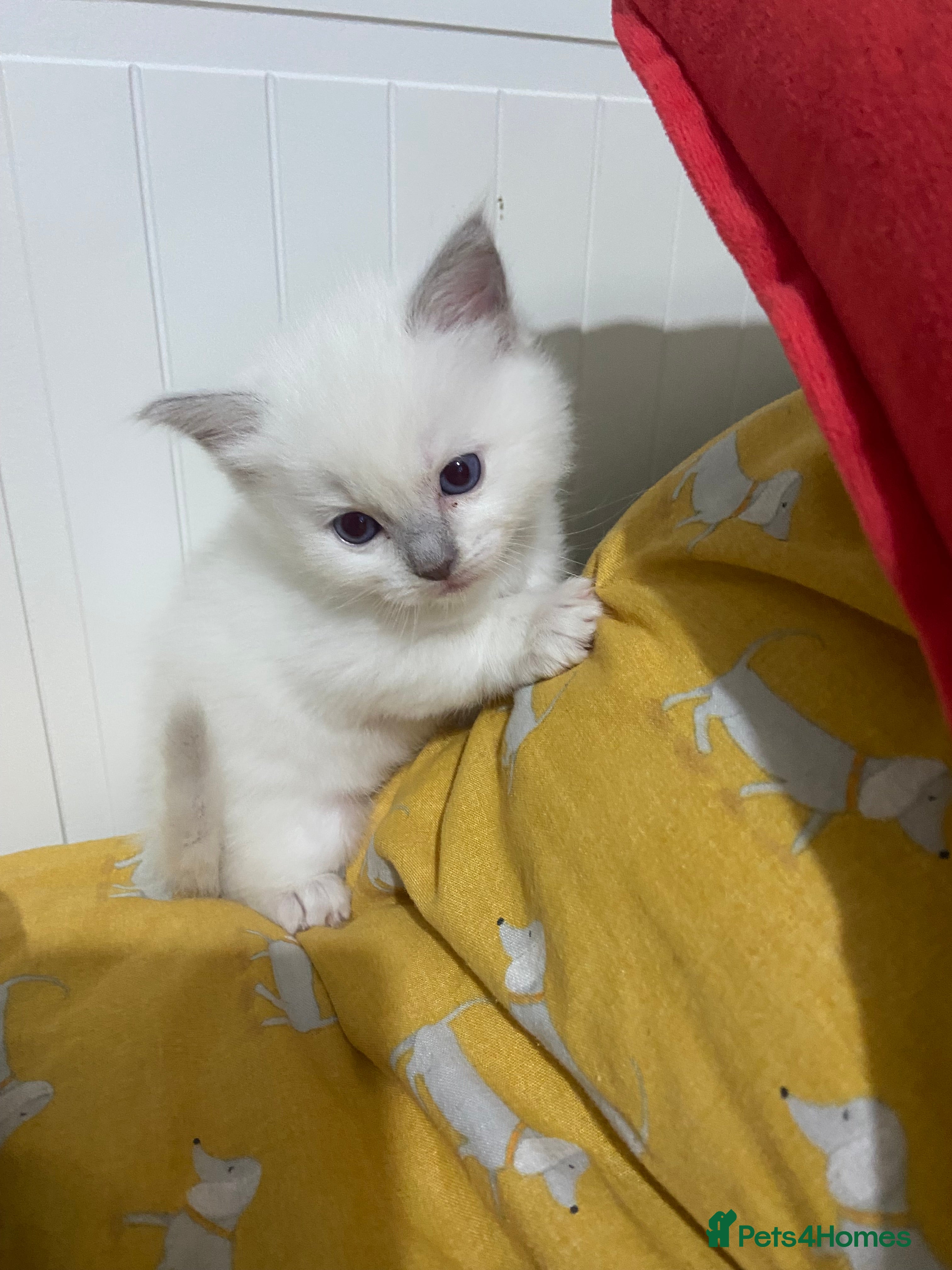 Ragdoll cats Lilac point Ragdoll kittens - Advert 6