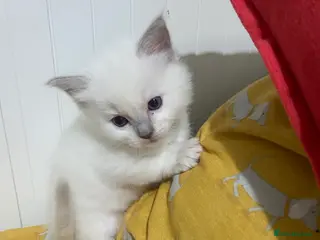 Ragdoll cats Lilac point Ragdoll kittens - Advert 6