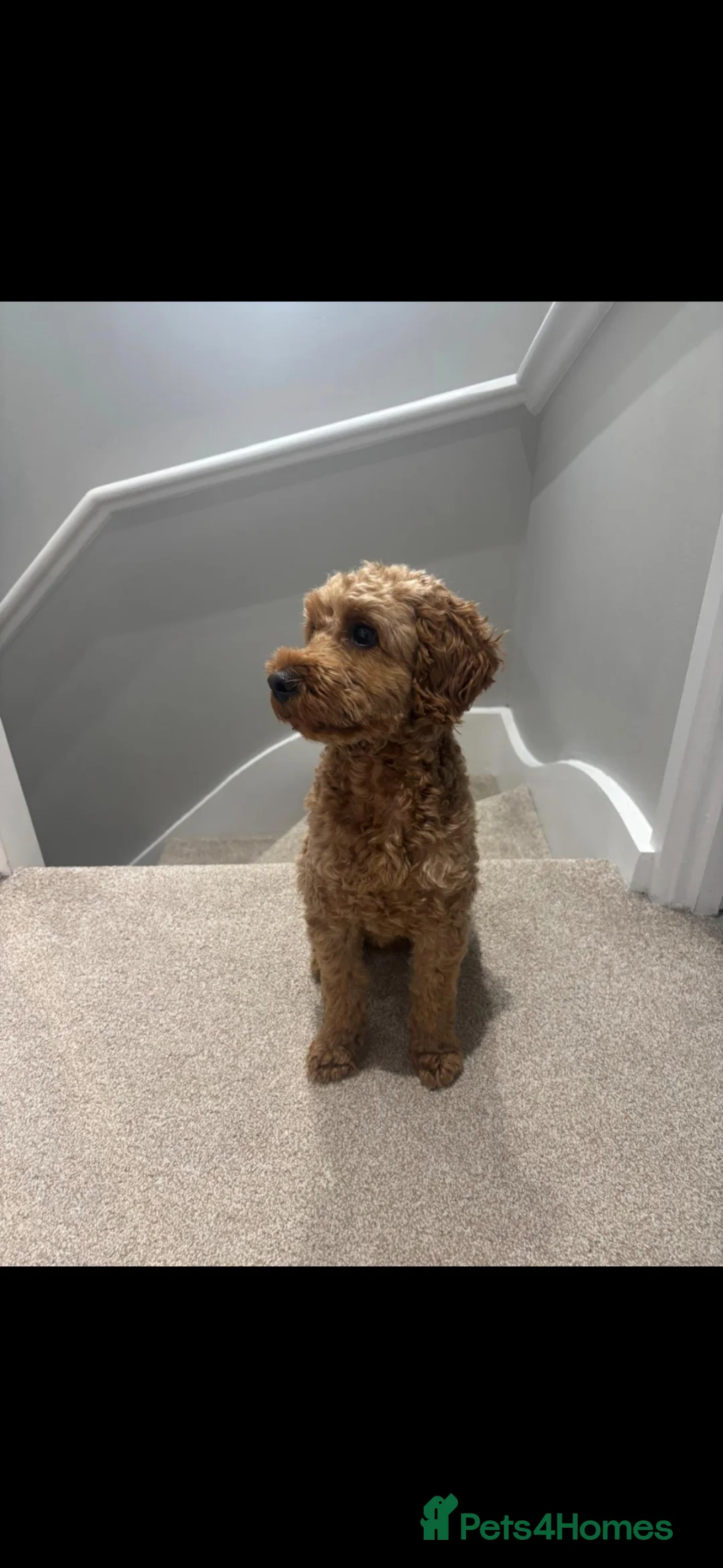 Cockapoo dogs for stud: Beautiful Cockapoo for stud in Southampton - Advert 2
