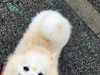 German Spitz dogs for stud in Bedford - Advert 1