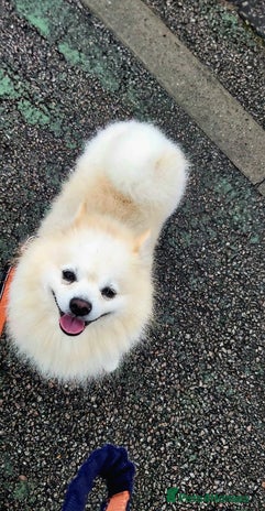 German Spitz dogs An experienced stud in Bedford - Advert 2