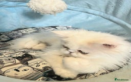 Persian cats for sale: Snow persian kitten  boy - Image 15
