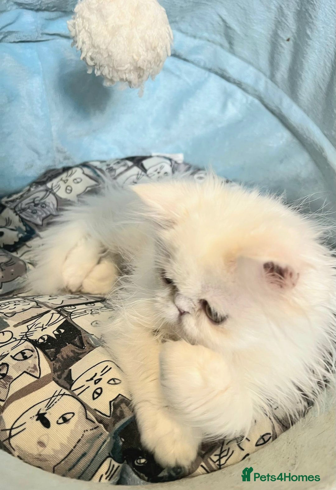 Persian cats for sale: Snow persian kitten  boy - Image 15