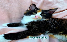Mixed Breed cats for sale: Maine Coon X Kittens Still Available!! - Image 1
