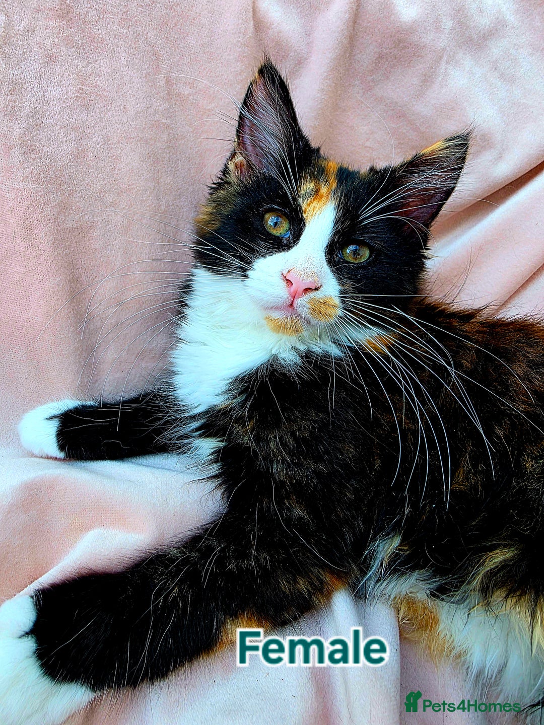 Mixed Breed cats for sale: Maine Coon X Kittens Still Available!! - Image 1