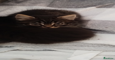 Mixed Breed cats - Advert 3
