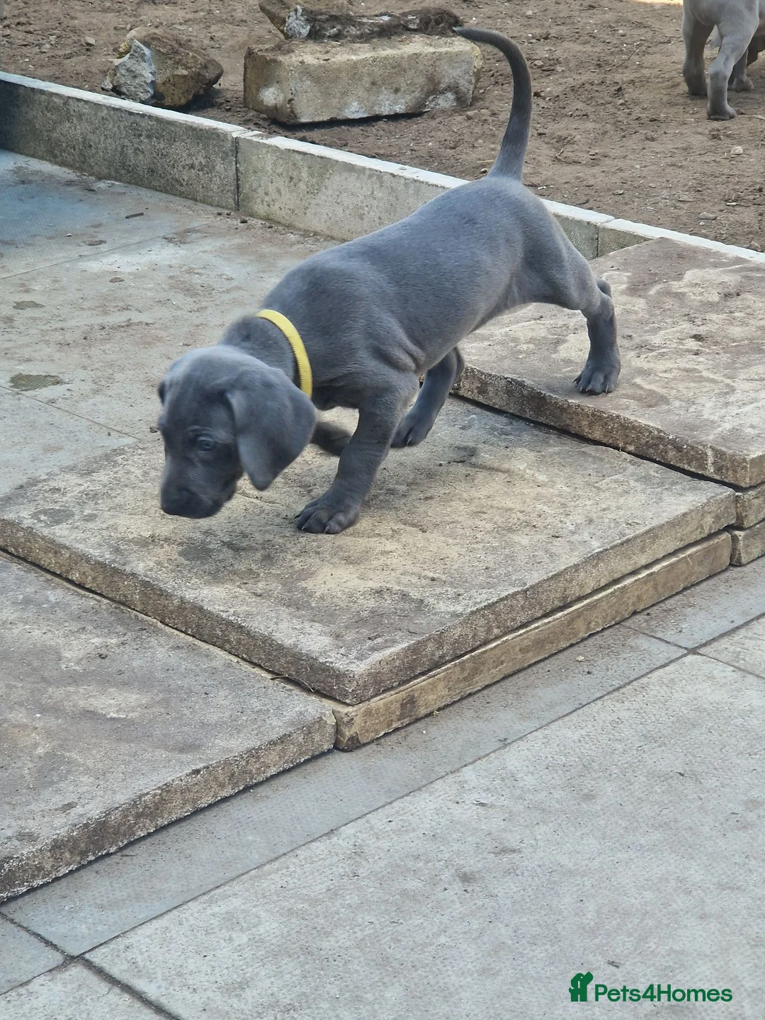 Weimaraner dogs for sale: Outstanding blue kc registered weimaraner puppies  - Advert 8