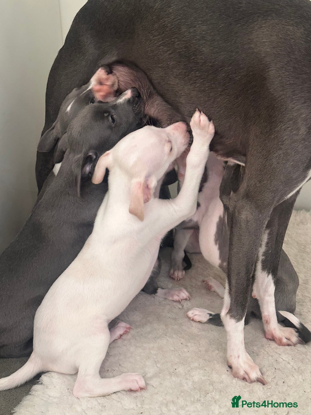 Whippet dogs for sale: Pedigree whippet puppy’s  - Advert 3