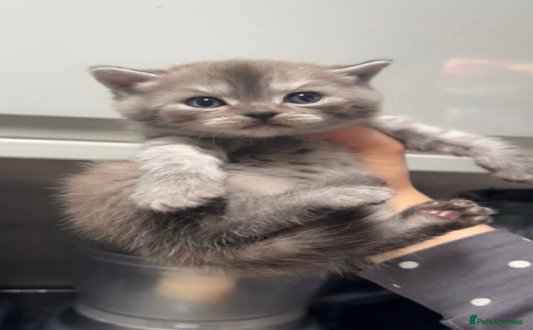 British Shorthair cats - Advert 11