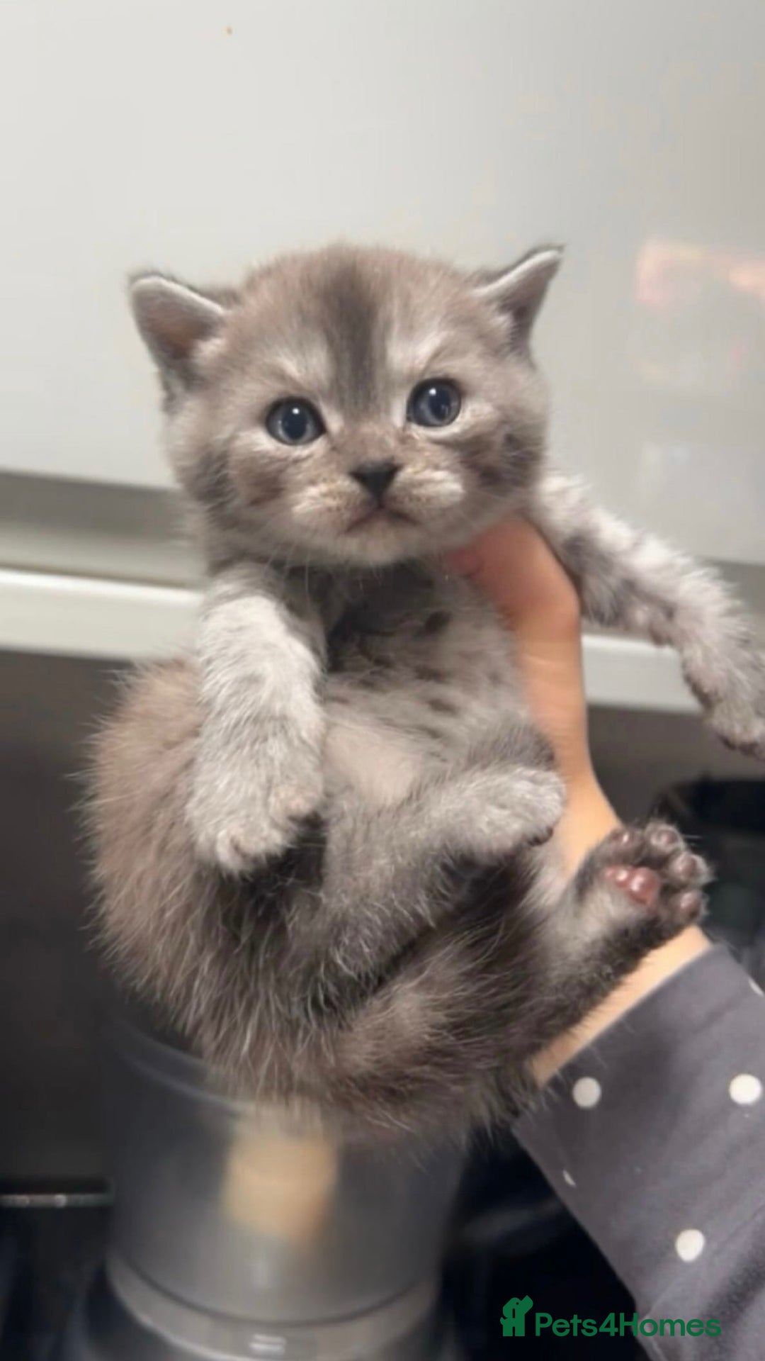 British Shorthair cats for sale: Rare silver smoked British shorthair kitten - Image 1