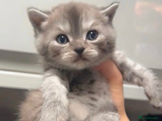 British Shorthair cats - Advert 7