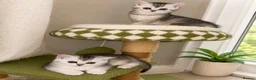 British Shorthair cats for sale: READY NOW! GCCF Register, Silver chinchilla Girls - Advert 13