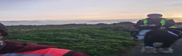 Irish Cob horses for sale: Beautiful coblet mare in Ramsgate - Advert 5