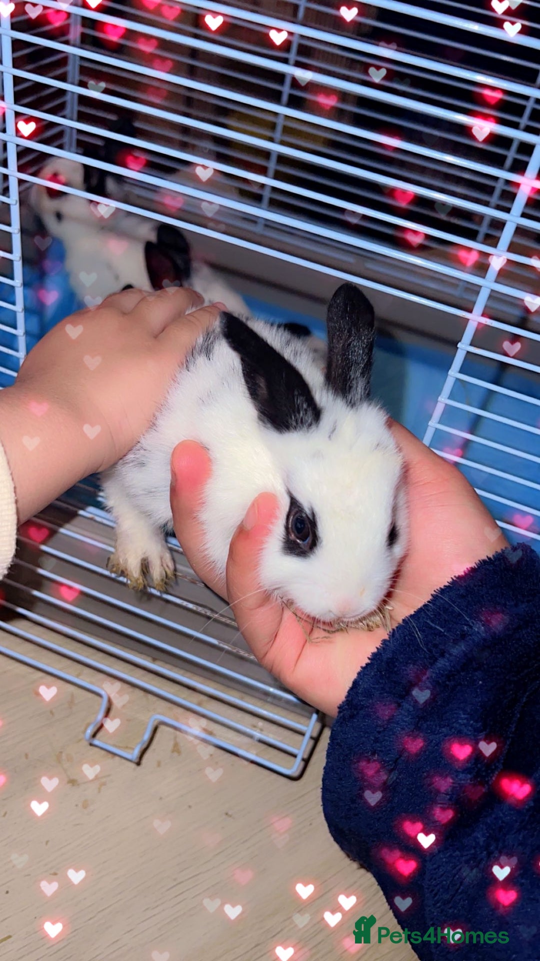 English Spot rabbits for sale: 🐰Beautiful Rabbits Available to Loving Homes🐰 - Advert 1