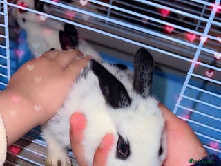English Spot rabbits 🐰Beautiful Rabbits Available to Loving Homes🐰 - Advert 5