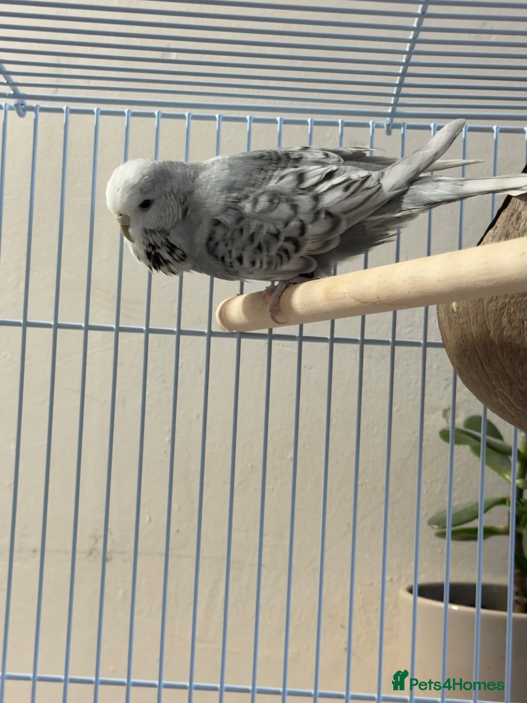 Budgerigars birds for sale: Female Budgie – 1 Year Old in Kidlington - Advert 1