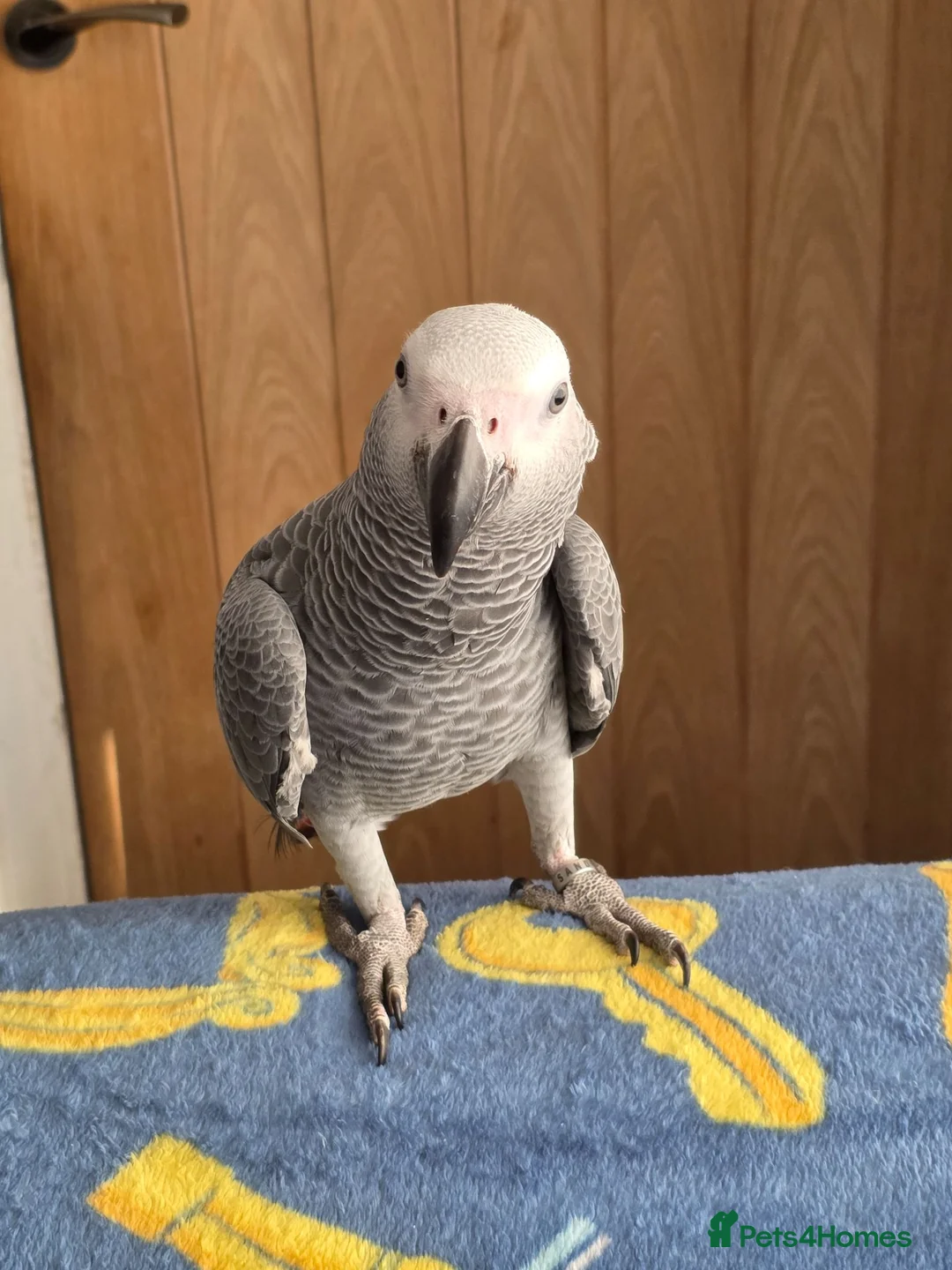 Parrots birds for sale: African grey parrot in Chorley - Advert 1
