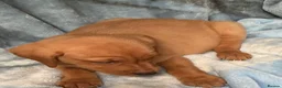 Labrador Retriever dogs for sale: Red labrador - Advert 26