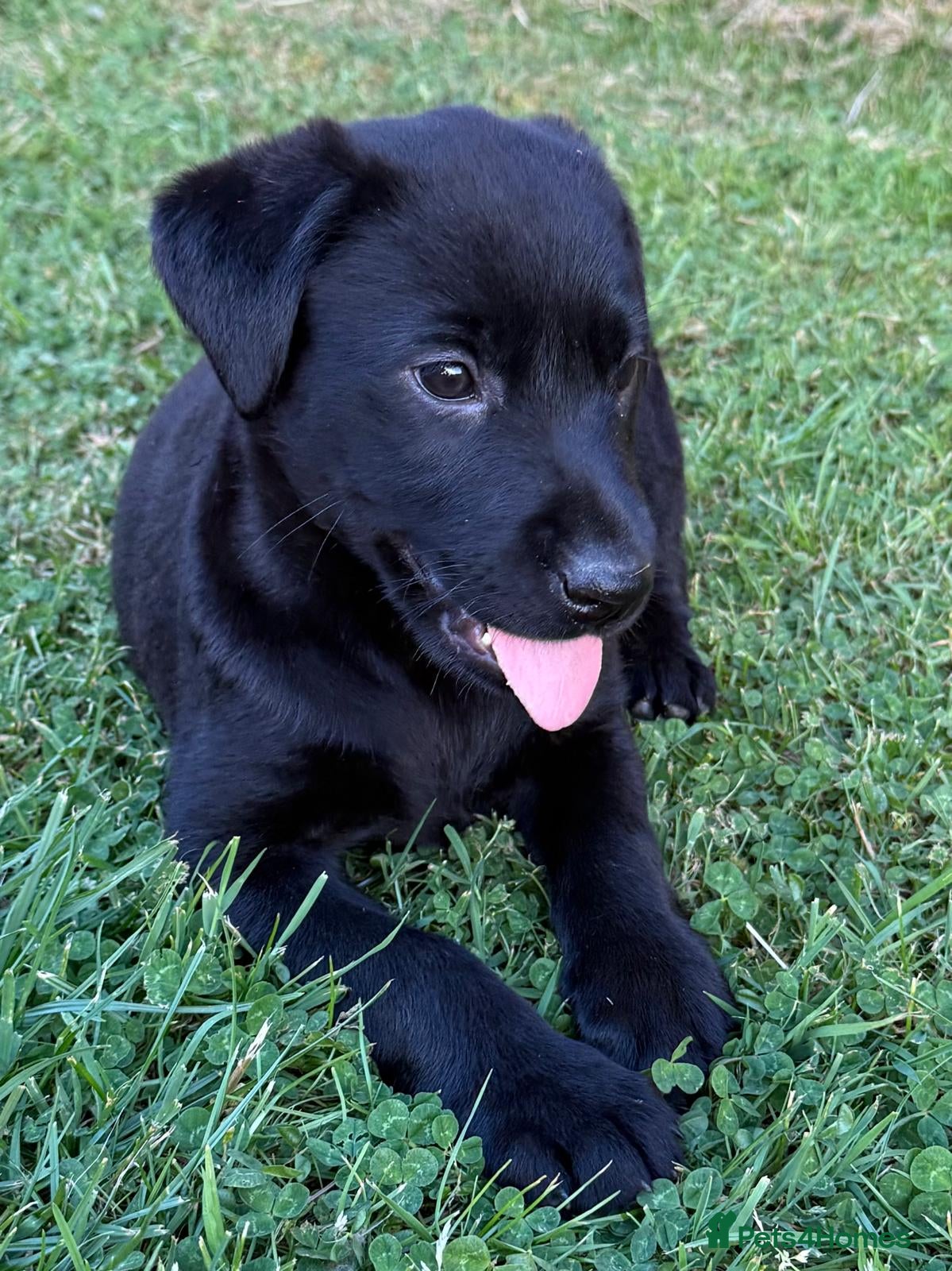 Labrador Retriever dogs Mr stephen jones - Advert 2