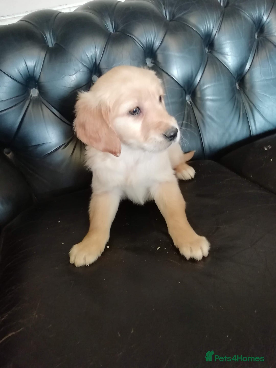 Golden Retriever dogs for sale: Male golden retrievers  - Image 1
