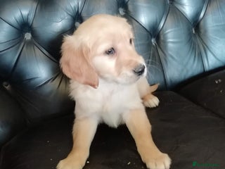 Golden Retriever dogs - Advert 28