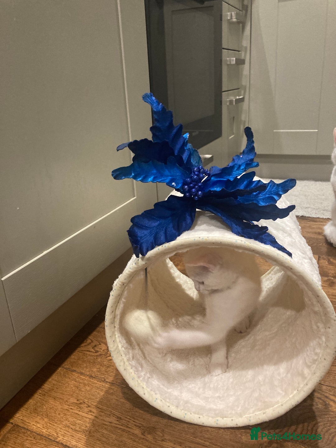 Turkish Van cats for sale: Gorgeous Turkish Van Kittens - Advert 9