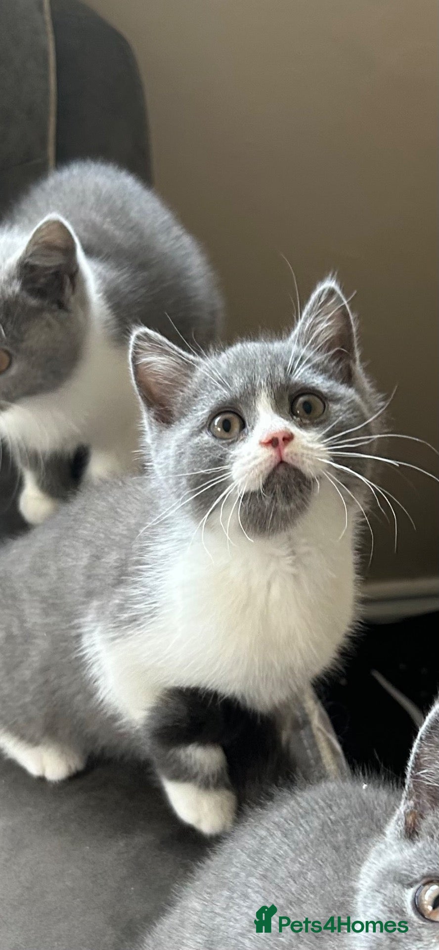 British Shorthair cats 😻 LAST MALE BSH 😻 READY NOW 😻 - Advert 1