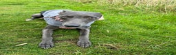 Whippet dogs for sale: Female Whippet - Advert 4