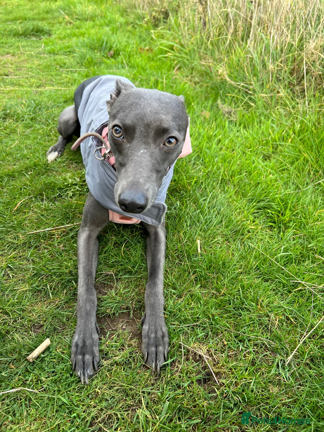 Whippet dogs for sale: Female Whippet - Advert 4