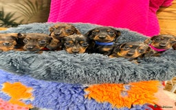 Miniature Dachshund dogs for sale: Beautiful bunch of girls /boy 🩷✨ Kc mini pups   - Image 8