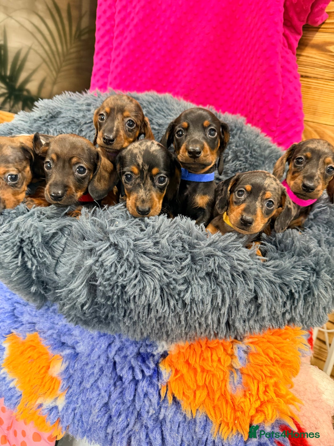 Miniature Dachshund dogs for sale: Beautiful bunch of girls /boy 🩷✨ Kc mini pups   - Image 8