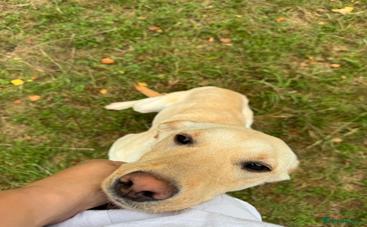Labrador Retriever dogs for sale - Advert 2
