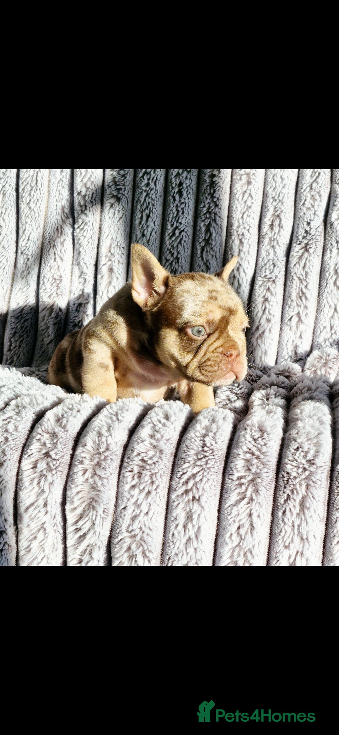 French Bulldog dogs for sale: Stunning puppies from £1500 - Advert 7