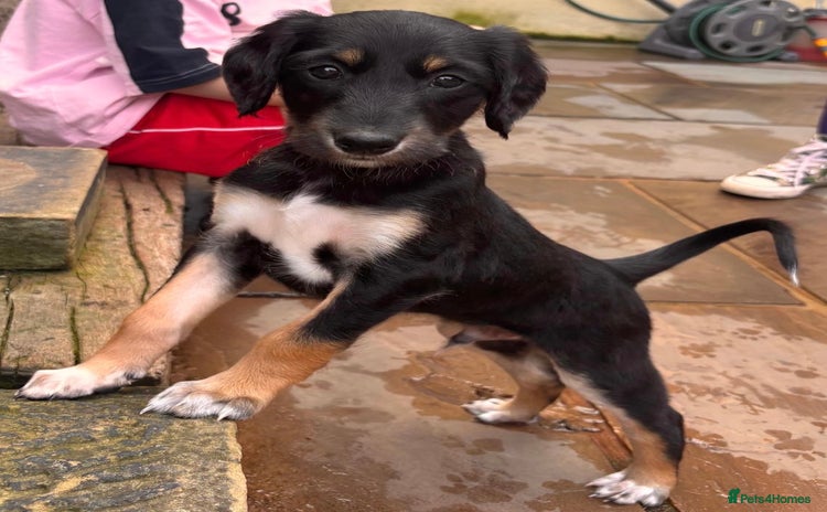 Saluki dogs - Advert 1