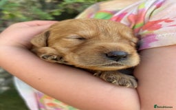 Labradoodle dogs for sale: Outstanding labradoodles from excellent pedigree  - Image 11