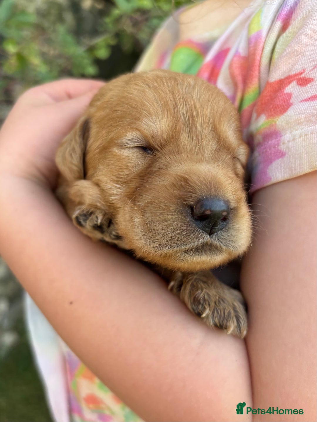 Labradoodle dogs for sale: Outstanding labradoodles from excellent pedigree  - Image 11