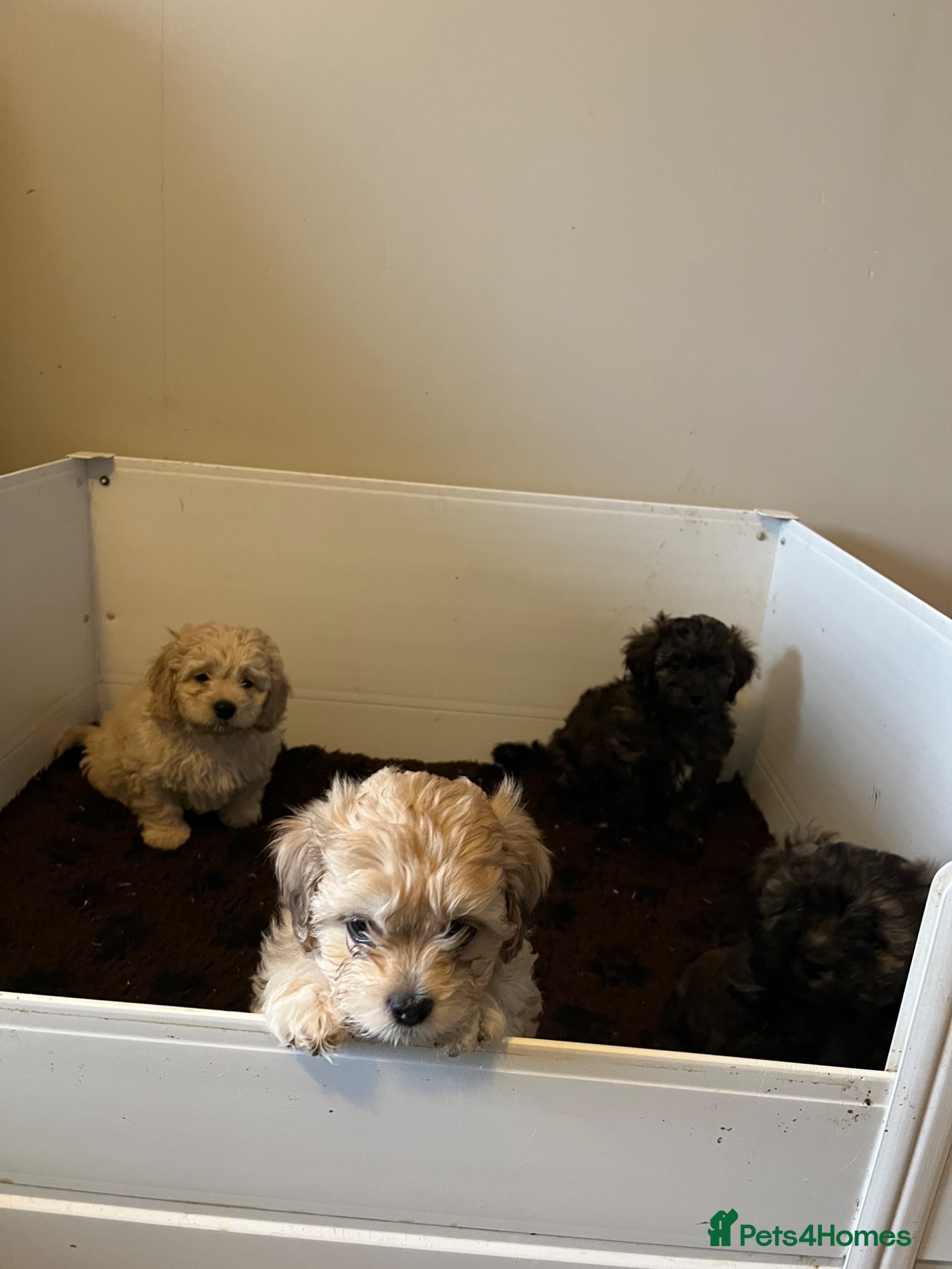 Shihpoo dogs Shihpoo puppies  - Advert 1