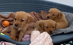 Labrador Retriever dogs for sale: Labrador Retriever - Image 14