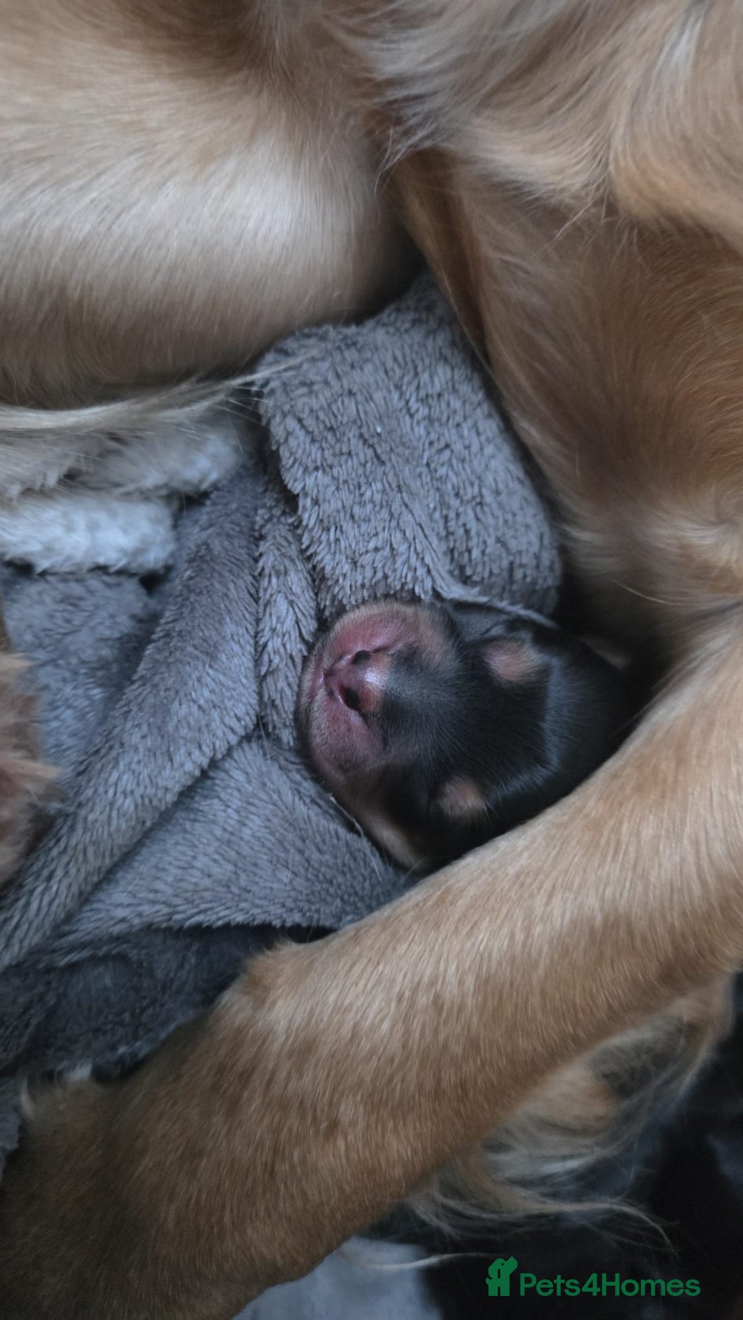 Mixed Breed dogs for sale: Corkie pups for sale - Advert 3