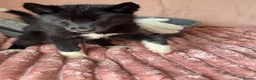 Utonagan dogs for sale: Crufts Line Husky x Malamute - Health tested 🐾 - Advert 22