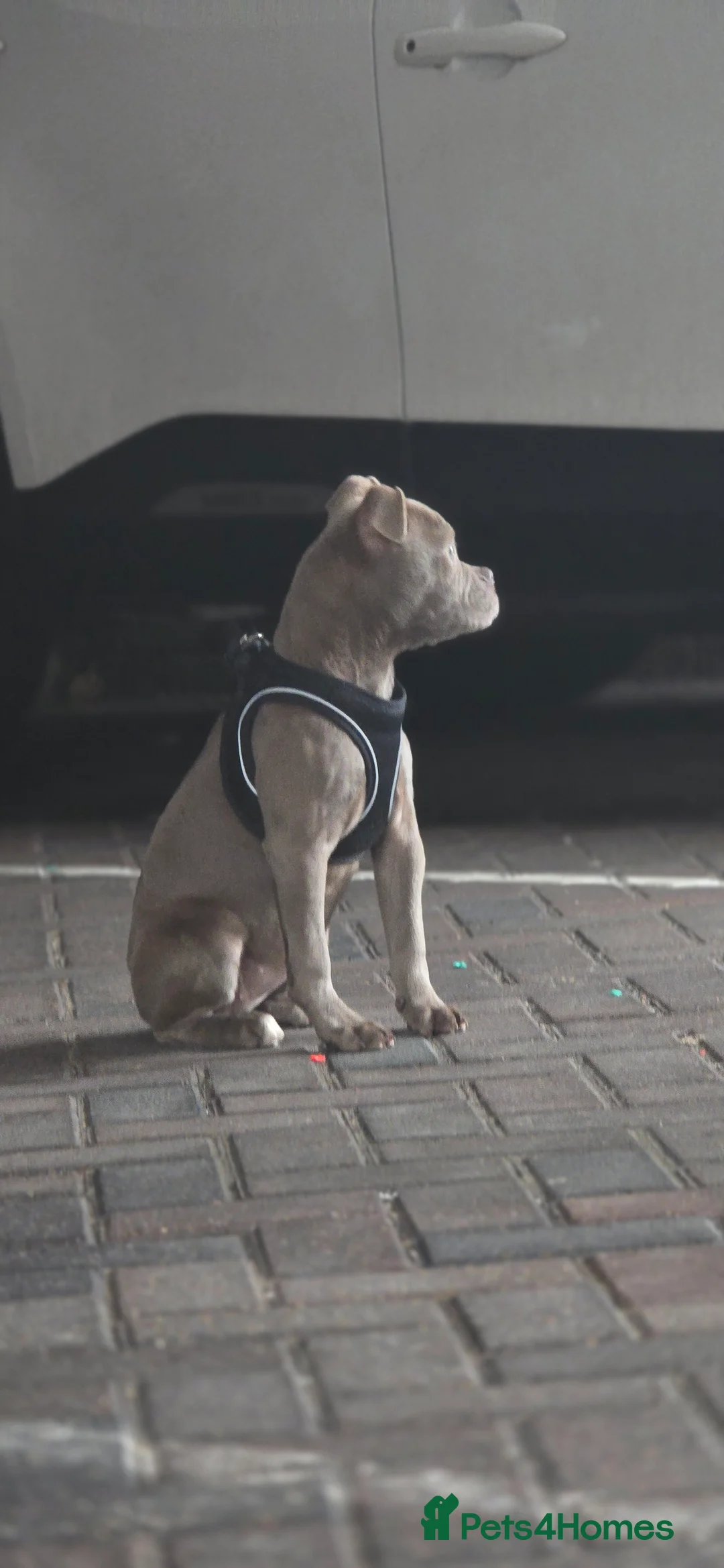 Olde English Bulldogge dogs for sale: 7 Month Old Olde English Bulldog Female - Advert 13