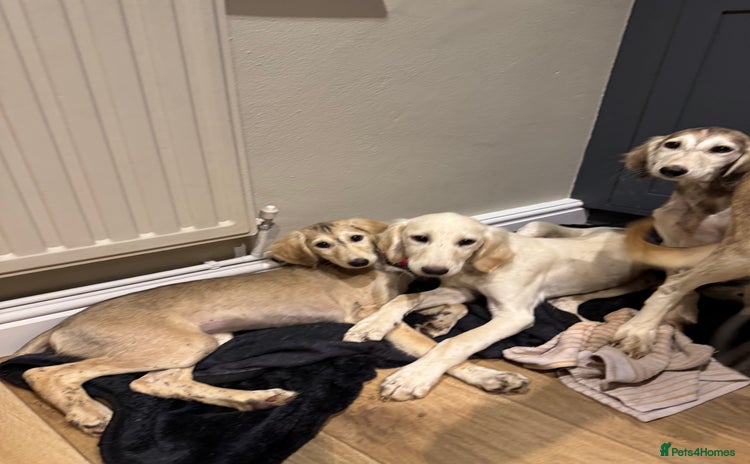 Saluki dogs Lovely Saluki Puppies - Advert 14