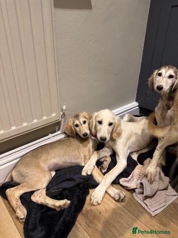 Saluki dogs Lovely Saluki Puppies - Advert 14