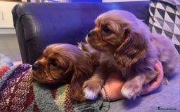 Cavalier King Charles Spaniel dogs for sale: Beautiful ruby ckcs puppies - Advert 5