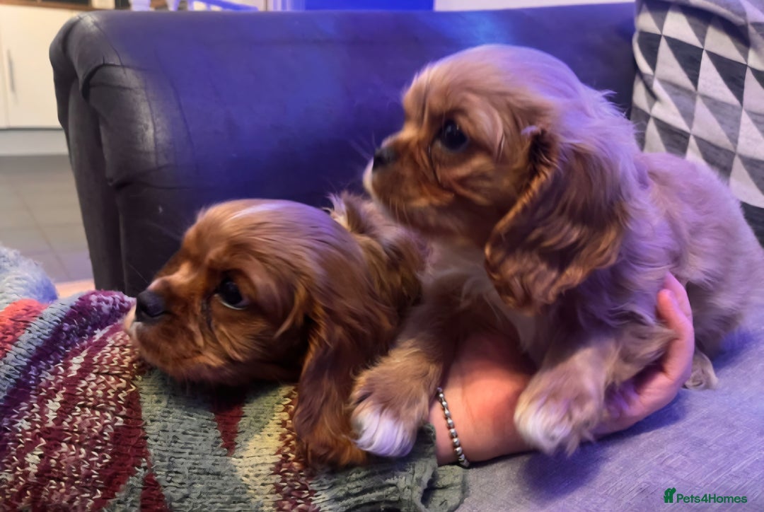 Cavalier King Charles Spaniel dogs for sale: Beautiful ruby ckcs puppies - Advert 5
