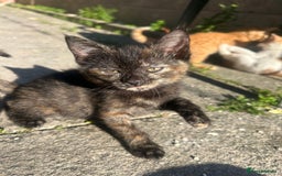 Mixed Breed cats for sale: Gorgeous kittens  - Image 3