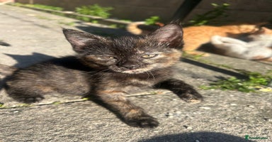 Mixed Breed cats - Advert 5