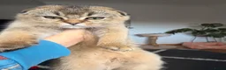 Scottish Fold cats for sale:  3 Beautiful Scottish Fold kittens left - Advert 1