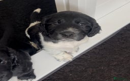 Sprocker dogs for sale: Sprocker Spaniel Puppies - Image 3